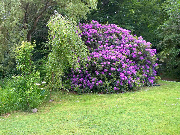 Dyffryn Moor Garden 3